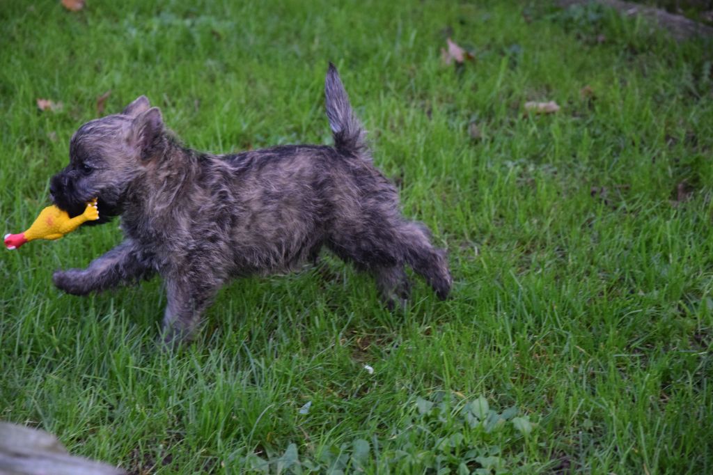 Little-ewok dit liwell de La Tonnelle aux Orchidées