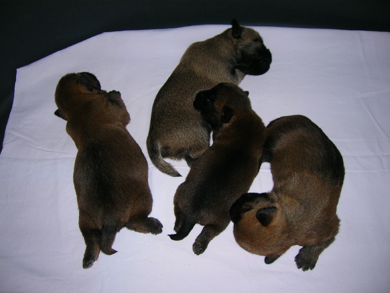 du clos de la Dabinerie - Cairn Terrier - Portée née le 11/08/2009