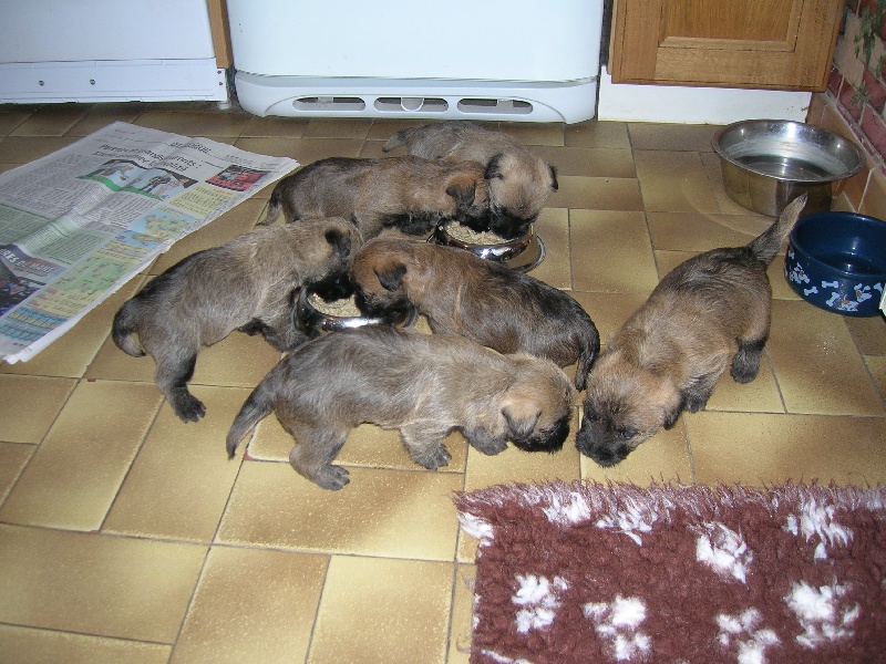 du clos de la Dabinerie - Cairn Terrier - Portée née le 25/09/2008