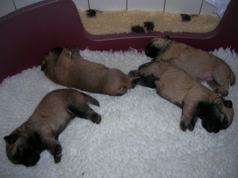 du clos de la Dabinerie - Cairn Terrier - Portée née le 08/02/2011
